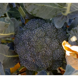 Broccoli, 1 Head